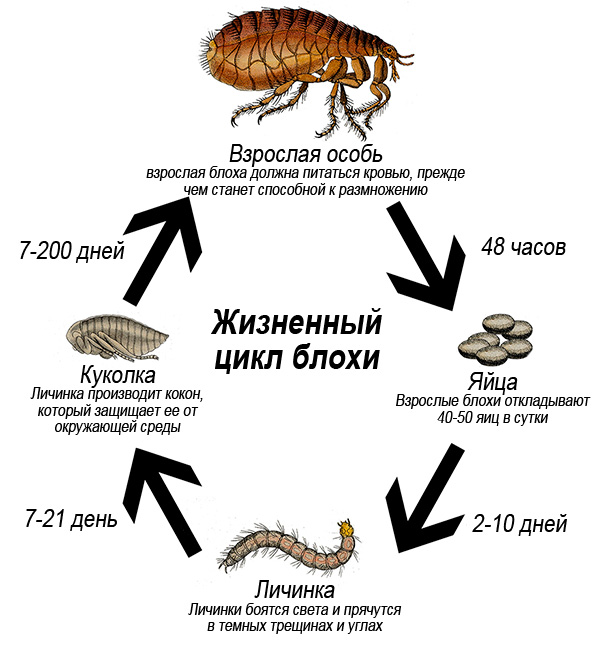 Жизнен цикъл на бълха (с обяснения)