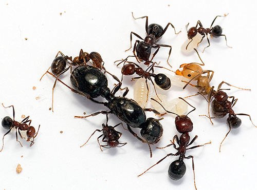 Le DEET est l'un des tueurs de fourmis les plus connus.