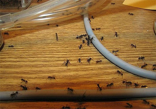 Dans la lutte contre les fourmis, il est efficace d'appliquer un produit contenant du DEET dans le trajet de déplacement des insectes