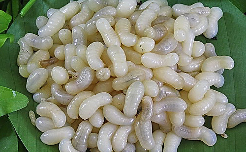 Le larve di formiche sono ricche di proteine, quindi possono essere utilizzate per nutrire gli uccelli