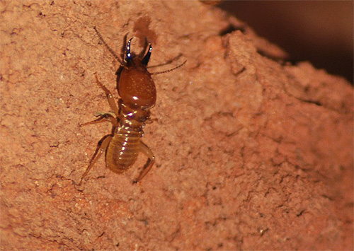 La termite, sebbene assomigli un po' a una formica, è più vicina in biologia agli scarafaggi