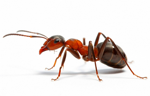 Voyons de quoi les fourmis peuvent rêver