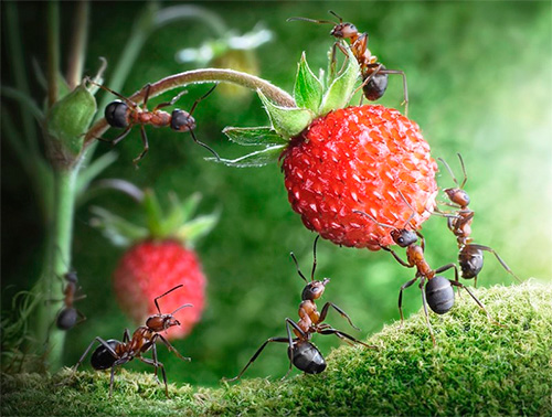 Dans la littérature mondiale, les fourmis sont un symbole de travail acharné.