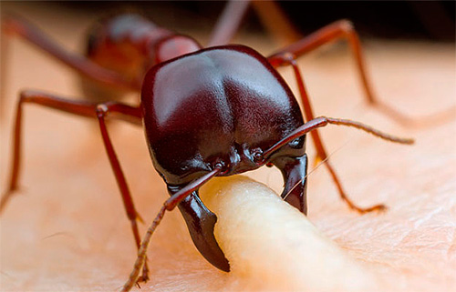 Si les fourmis dans un rêve rampent sur le corps et mordent ...