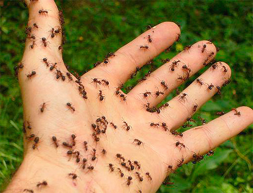 Selon l'interprétation des rêves de A à Z, les fourmis rampant sur le corps - aux honneurs