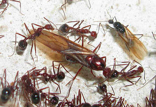 Dormir avec des fourmis ailées est un mauvais signe