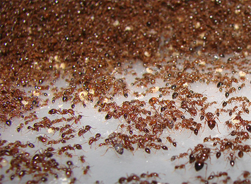 Si tu rêvais de fourmis rouges