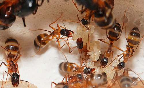 À propos des méthodes de traitement des fourmis dans l'appartement