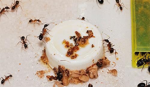 Vous devez traiter les fourmis domestiques de manière globale