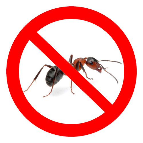 Aujourd'hui, il existe de nombreux moyens de lutter contre les fourmis.