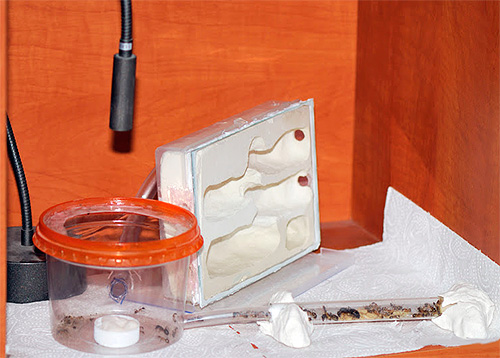 formigueiro de casa em miniatura