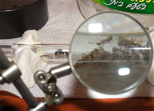 Usando o exemplo de um formigueiro doméstico, é conveniente observar a preparação das formigas para o inverno