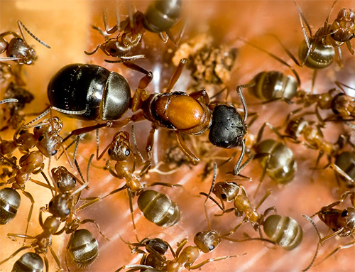 Na primavera, a formiga rainha começa a botar novos ovos.