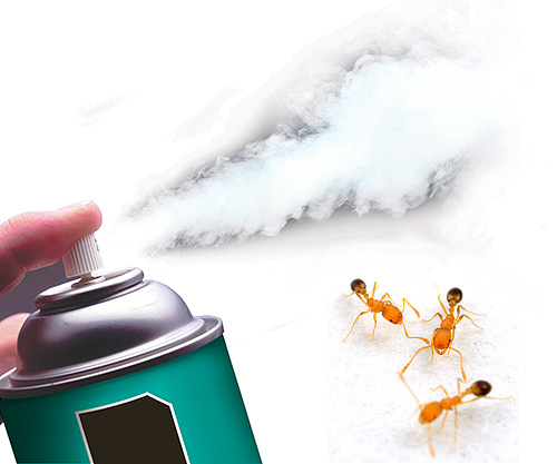 Oggi ci sono spray insetticidi altamente efficaci che uccidono rapidamente le formiche.