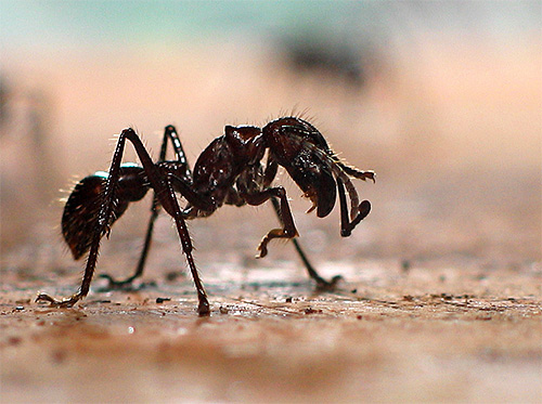 formica proiettile