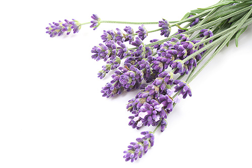 I fiori di lavanda sono stati a lungo usati dalle persone come rimedio per le tarme.