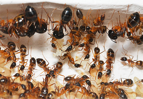 Nid de fourmis domestiques : photo en gros plan