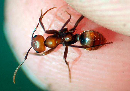 Les fourmis sont capables de mordre assez douloureusement.