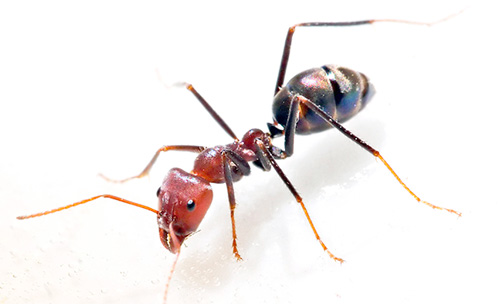 Pour lutter efficacement contre les fourmis domestiques, vous devez coopérer avec les autres résidents de la maison.