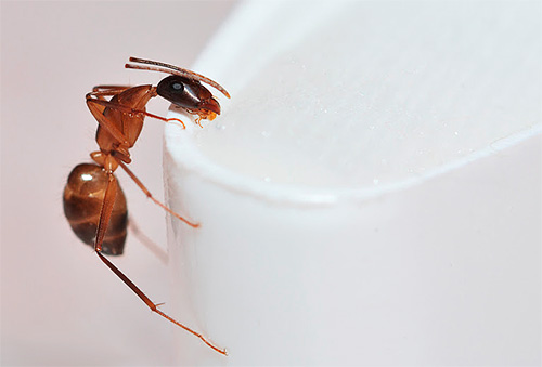 Fourmi Faranonov (sinon - une fourmi domestique)