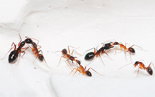 Une autre photo de fourmis domestiques