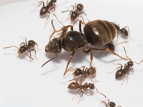 Les fourmis domestiques et leur reine