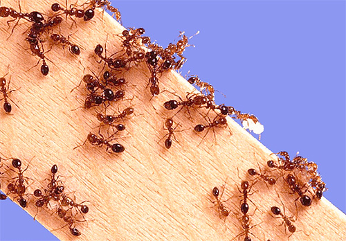 Un appartement pour les fourmis domestiques est leur territoire pour trouver de la nourriture.