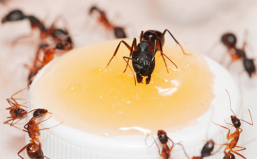 Si les fourmis ont trouvé de la nourriture dans l'appartement, c'est un signal puissant pour qu'elles reviennent ici.