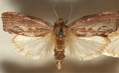 Large wax moth: an extract from its larvae is widely used today to treat many diseases
