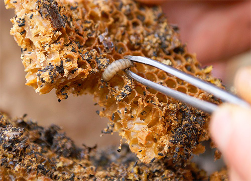 The photo shows a wax moth larva