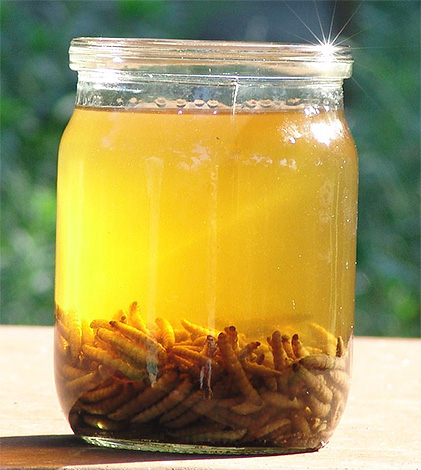 Wax moth tincture