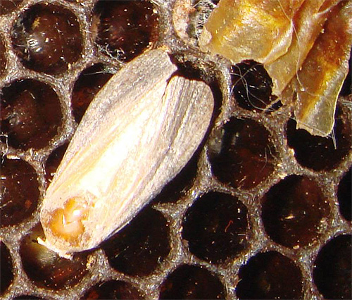 The fire moth, or wax moth, lives near the bees, and its larvae are used to prepare the famous extract.