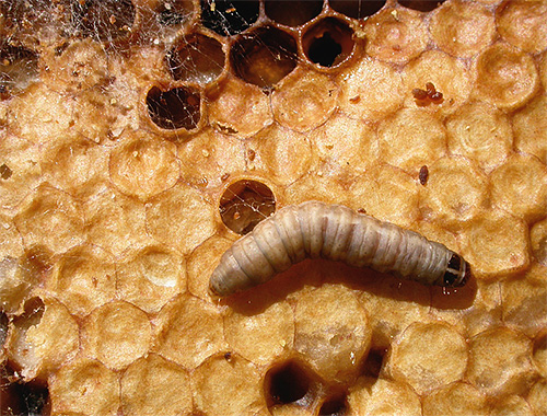 The wax moth larva is able to digest wax, and the cerrase enzyme is believed to be able to break down the walls of pathogens.