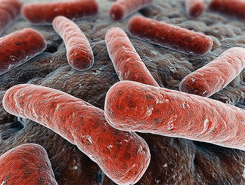 From the point of view of common sense, the miracle extract will not be able to selectively destroy only the mycobacteria that cause tuberculosis.