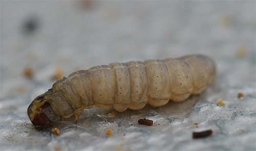 For self-preparation of the extract, you will need several wax moth larvae and alcohol