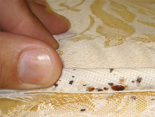 Pour les œufs de punaises de lit cachés dans les plis du matelas, Phenaksin peut ne pas fonctionner.