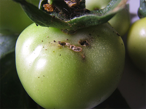 Tomatmallarver orsakar allvarliga skördeskador