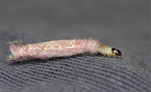 Om du behandlar ytan med en insekticid lösning eller aerosol, kommer mallarverna att dö och krypa över den