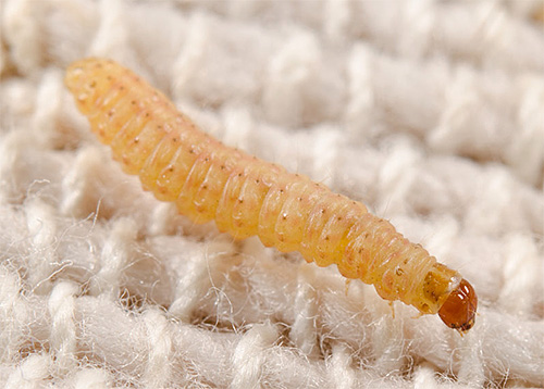 Grande plano de larva de mariposa de lã
