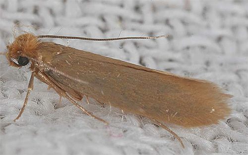 Na foto - borboleta de mariposa de lã