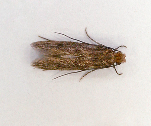 mariposa de casaco de borboleta