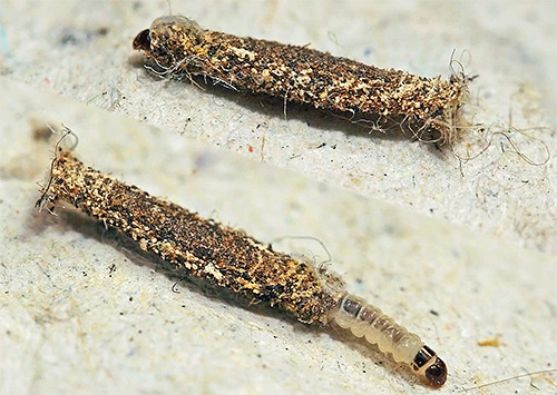 Foto de uma larva de mariposa de casaco de pele