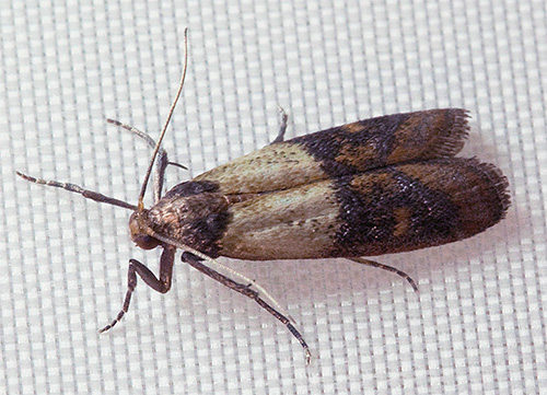 O que fazer se uma mariposa começou na cozinha?