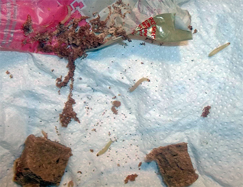 O habitat favorito das larvas de mariposa é comida seca