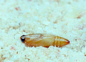 Foto de uma crisálida de mariposa em sêmola