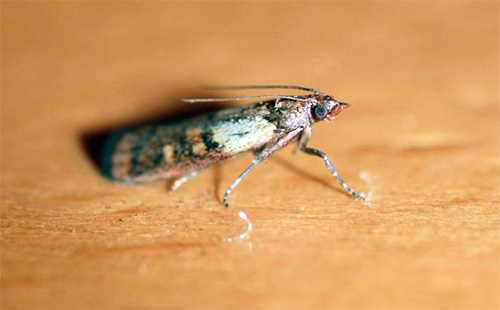 Após a destruição das larvas da mariposa, é imperativo remover todas as borboletas da cozinha