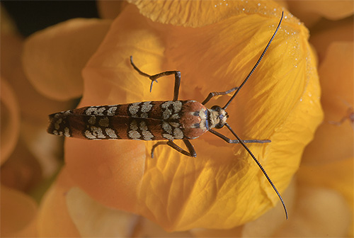 Zástupca hranostajových molíc - ailanthus molica