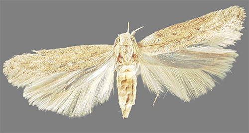 Let's look at how dangerous potato moth is and how to deal with it properly.