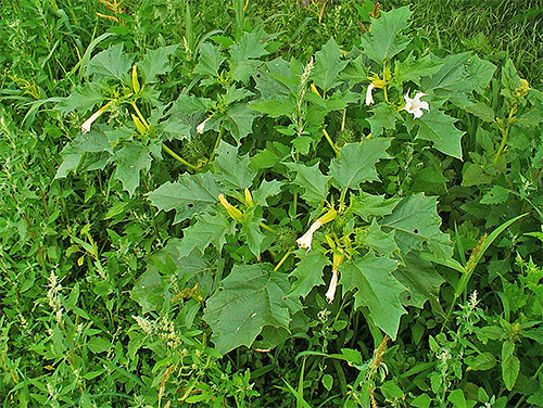 Datura weed belongs to the nightshade and can also attract potato moths.