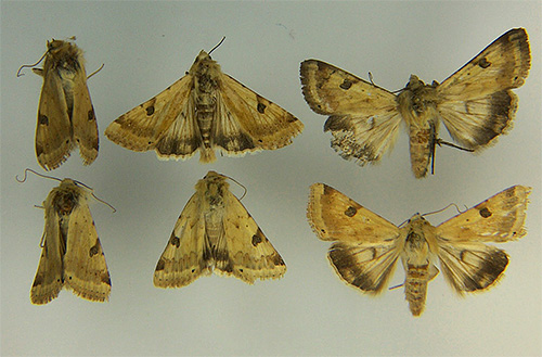 Photos of potato moth: it looks pretty nondescript